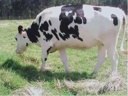 Friesian Heifer (In Calf)